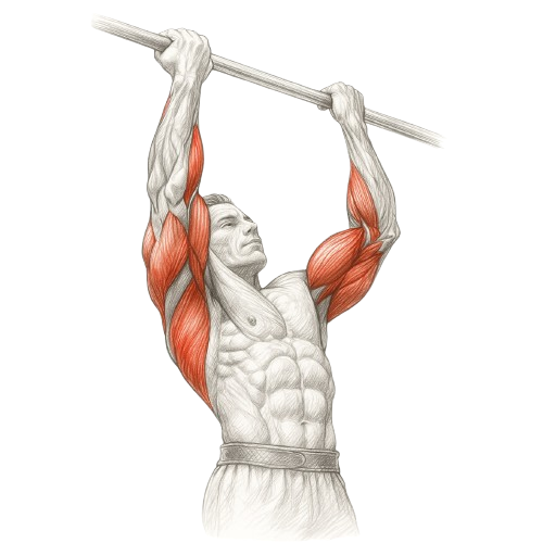 Reverse Chin-ups