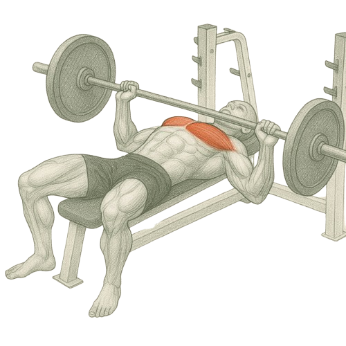 Bench presses