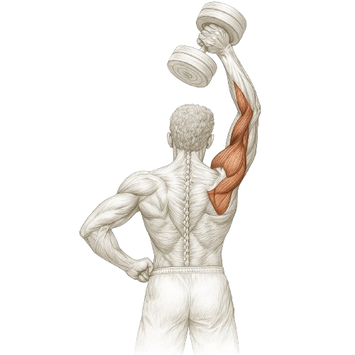 One-arm Dumbbell Triceps Extensions